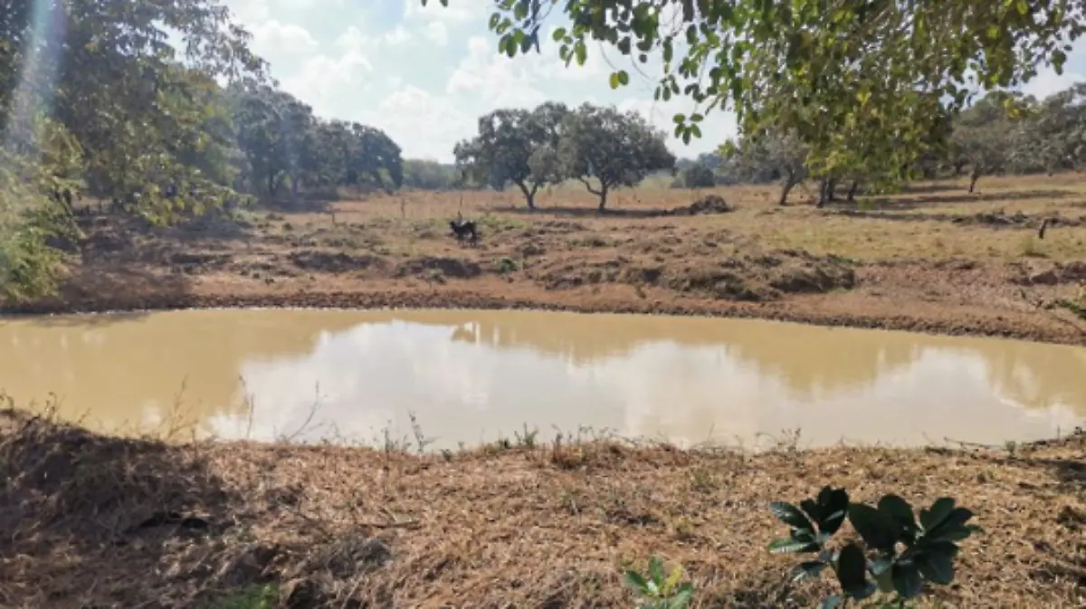 Presas se están quedando sin agua para el ganado